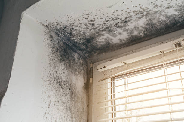 Affordable Commercial Mold Remediation solutions in Morristown, NJ